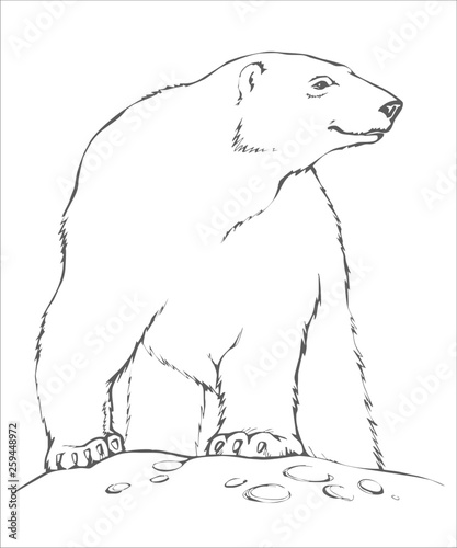animals_draw_polar-bear