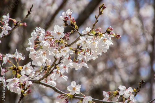 Cherry Blossoms; Sakura