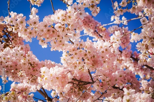 pink cherry blossoms against blue sky