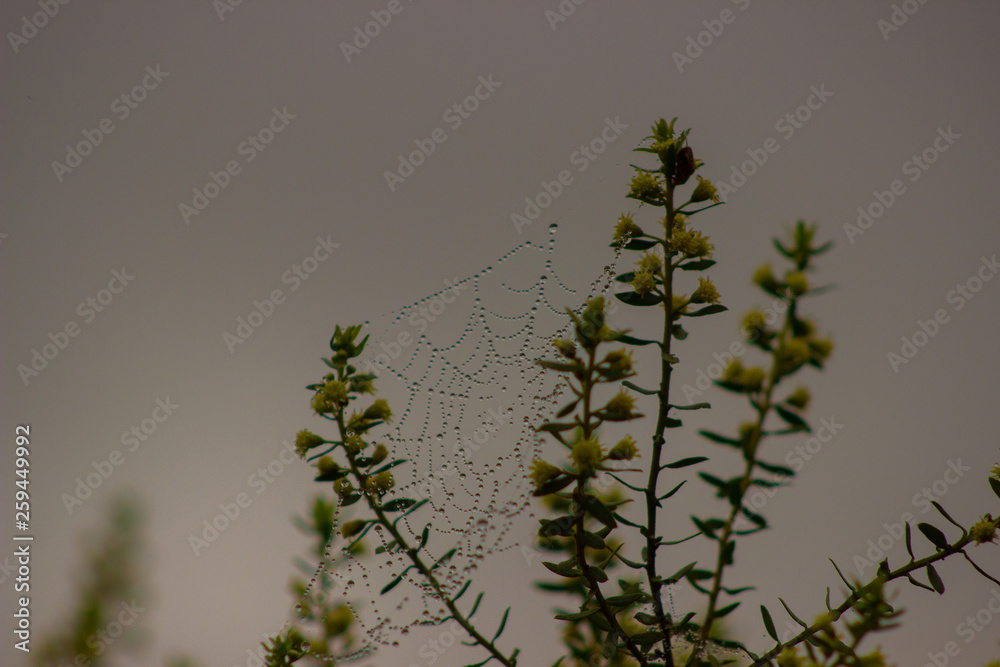 Teia de aranha