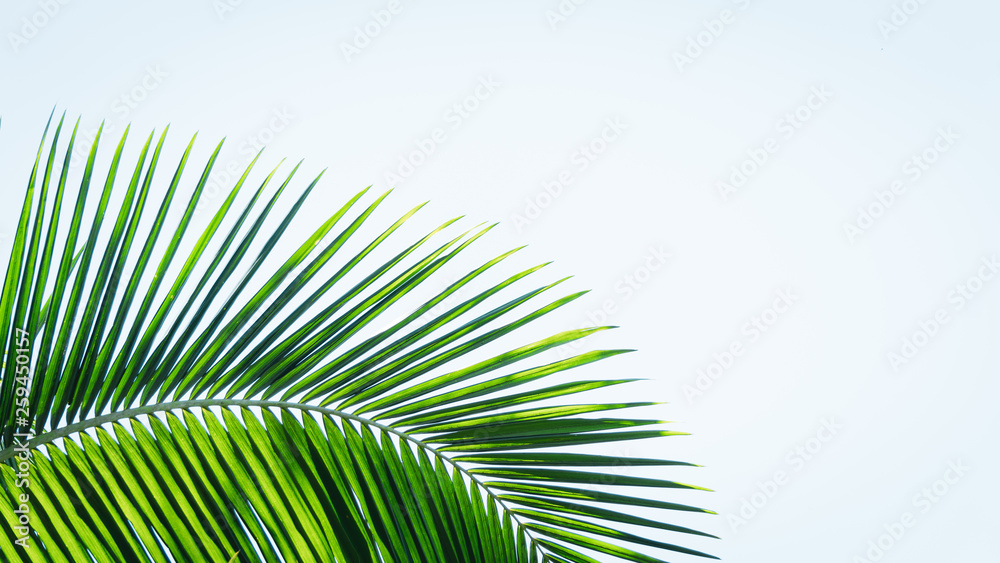 Obraz premium Palmeira