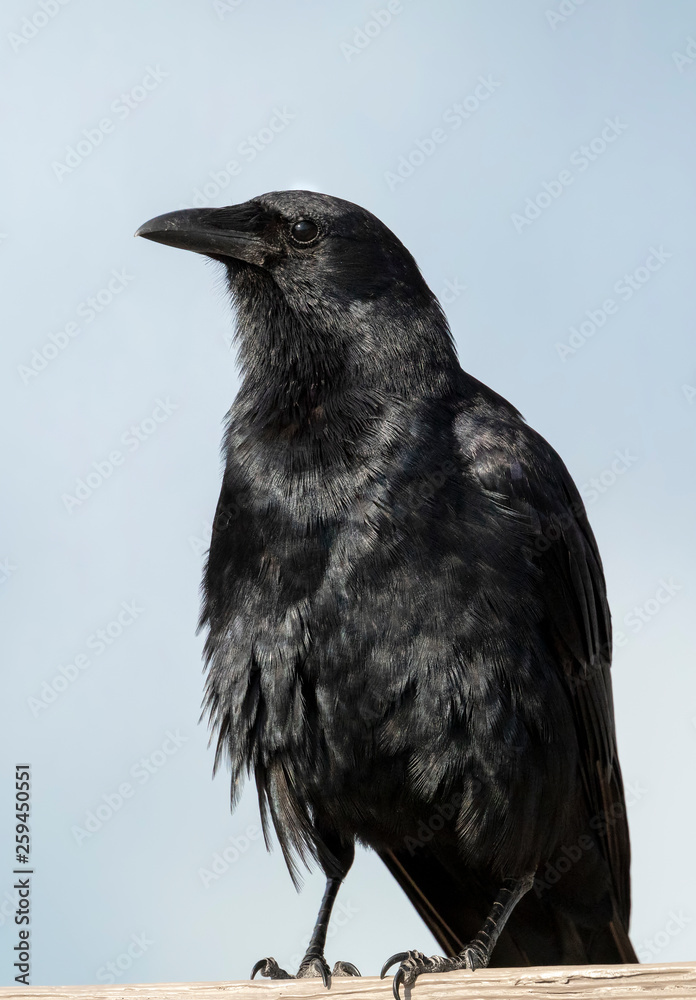 The Crow The Crow