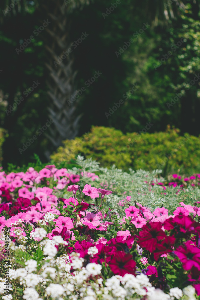 Tallahassee Garden