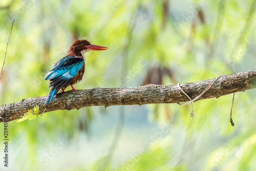 White-breasted Kingfisher perched (Halcyon smyrnensis)