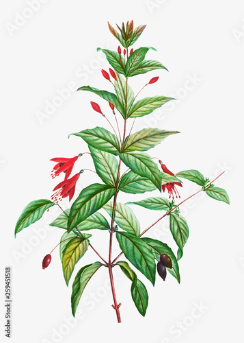 Hardy Fuchsia flowers