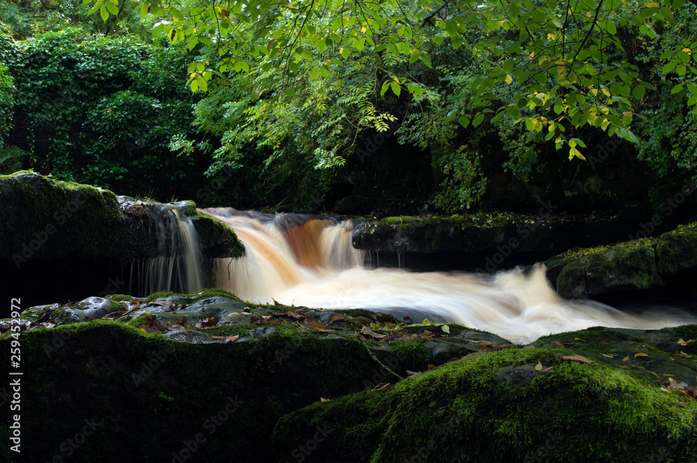 Obraz premium waterfall in the forest