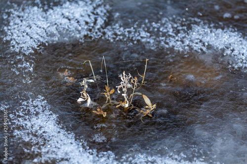 grass in water