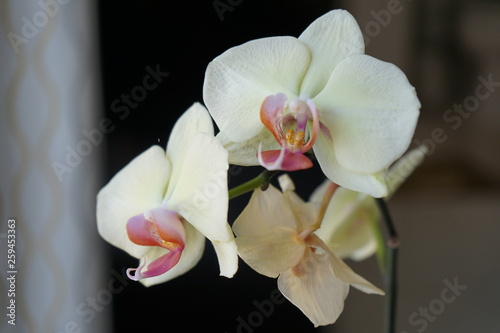 orchid flower