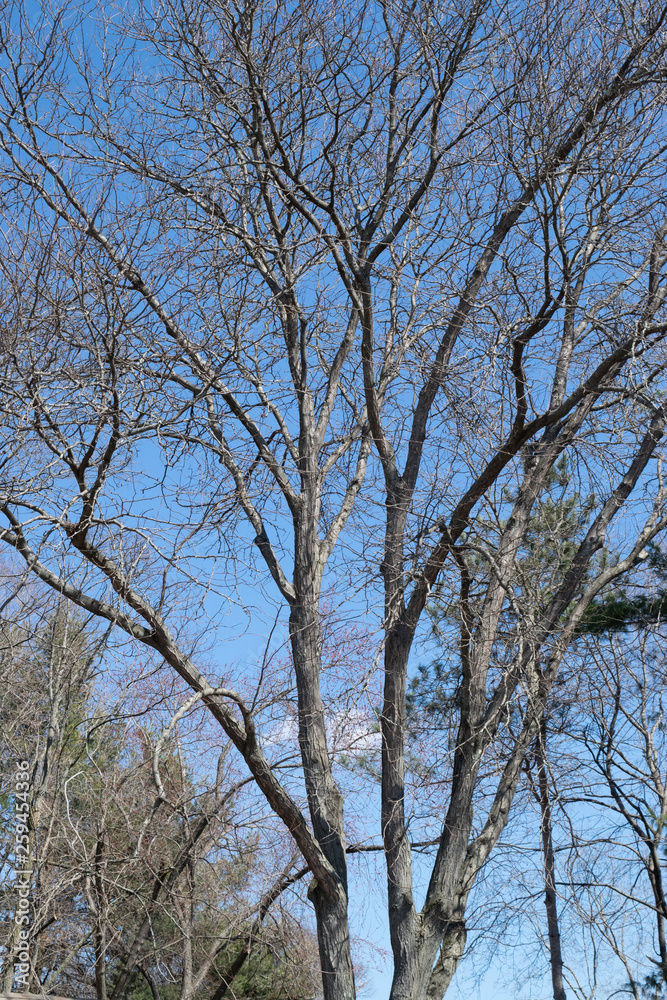 Bare tree branches with blue sky Bare tree branches with blue sky