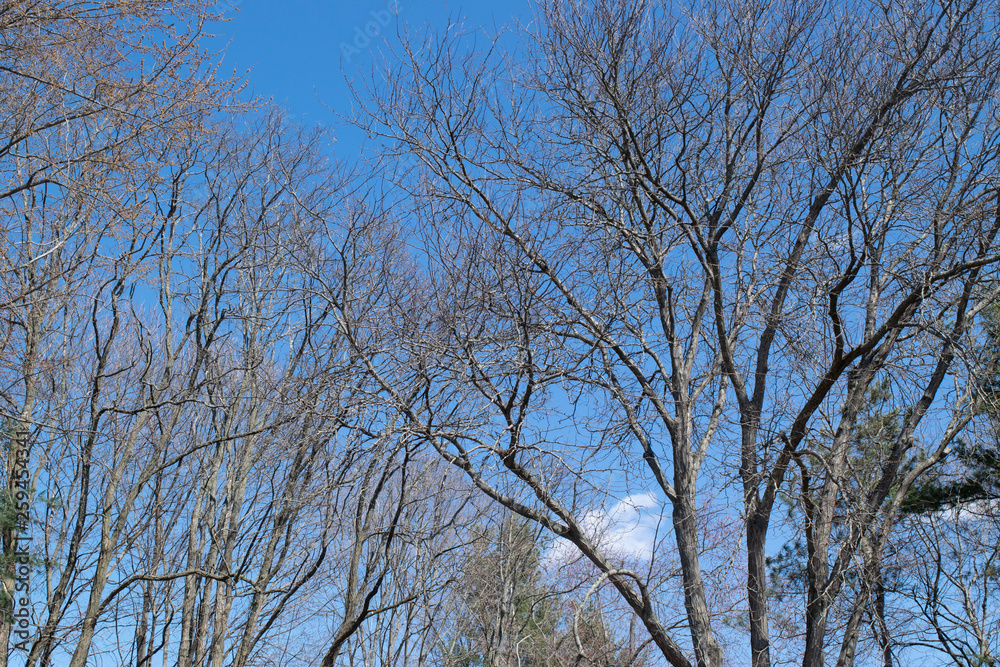 Bare tree branches against a blue sky in spring Bare tree branches against a blue sky in spring