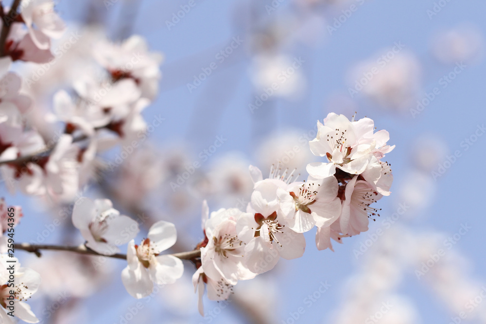 pink peach blossom in spring on blue sky background pink peach blossom in spring on blue sky background