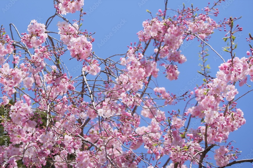 桜の木を見上げる