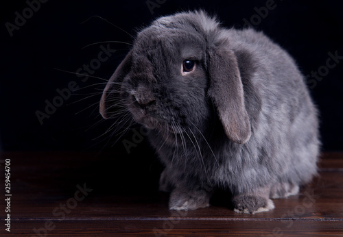 big gray rabbit on a dark wooden background