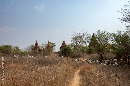 Fototapeta Naklejka Na Ścianę i Meble -  Bagan temples , Myanmar