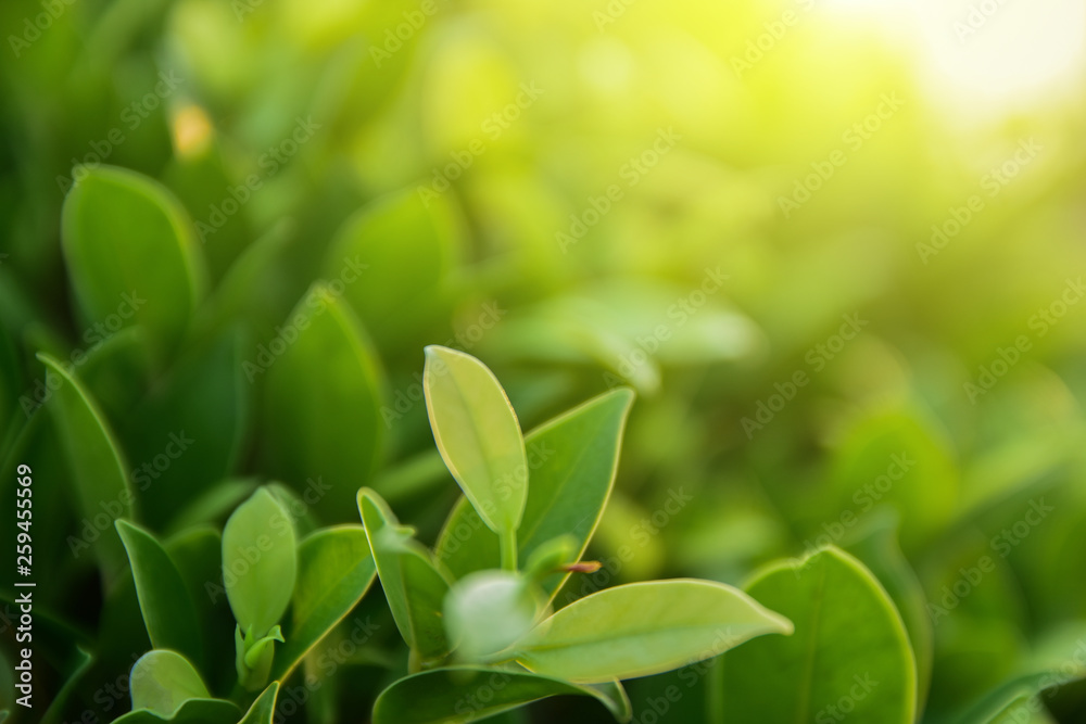 Obraz premium green leaf on blurred greenery background concept