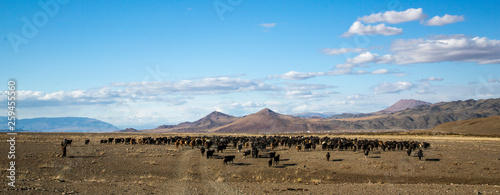 man herding his animals