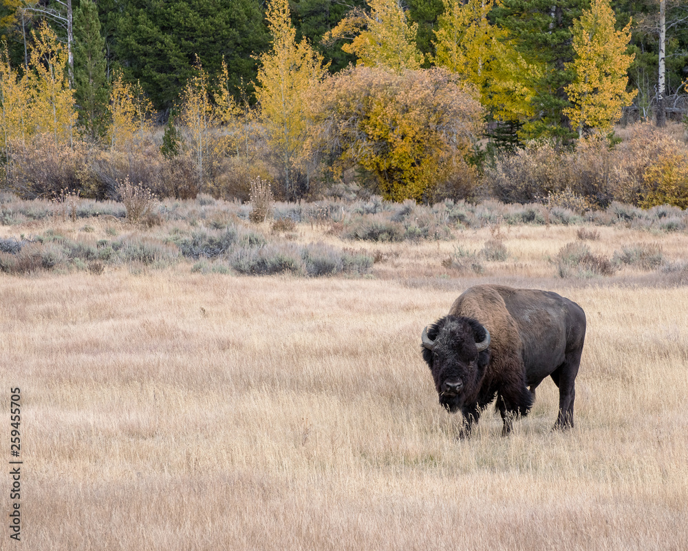 American Bison in Autumn on the Sagebrush Flats of Grand Teton National Park American Bison in Autumn on the Sagebrush Flats of Grand Teton National Park