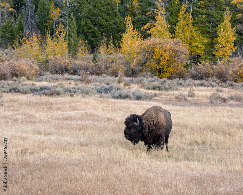 American Bison in Autumn on the Sagebrush Flats of Grand Teton National Park American Bison in Autumn on the Sagebrush Flats of Grand Teton National Park