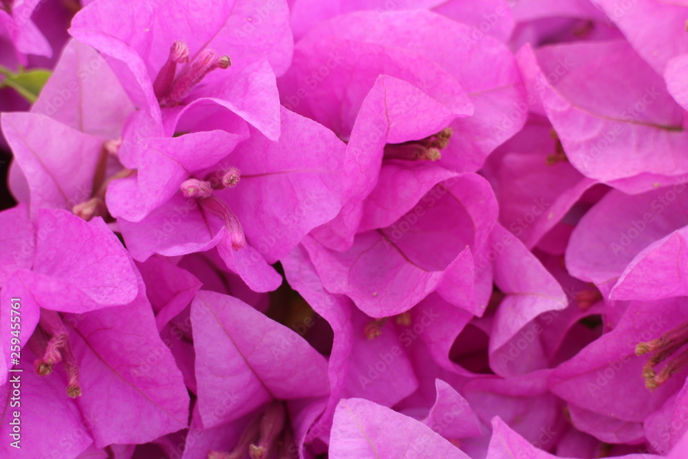 Pink Bougainvillea flowers are Blooming in Springtime