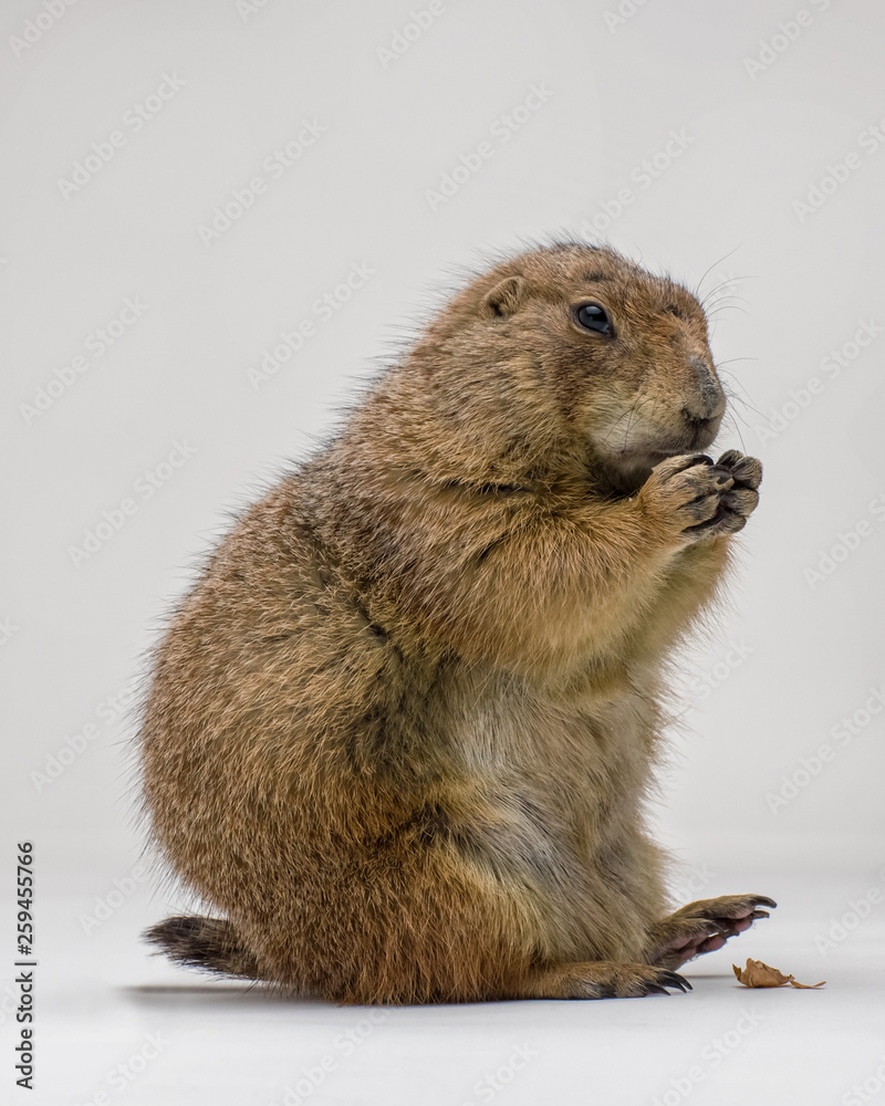 Fototapeta premium Black-tailed Prairie Dog sitting up Isolated on a White Background