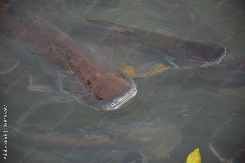 Fototapeta premium A fish's waiting some feed. 
