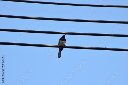A  bird hold on the wire. © Pimonpan