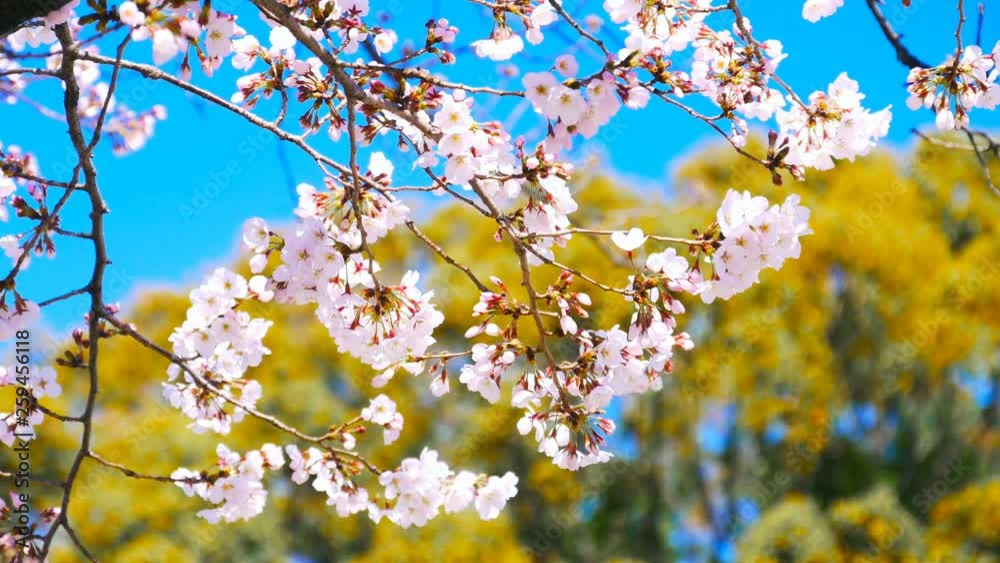 Pink cherry blossom(Cherry blossom, Japanese flowering cherry) on the Sakura tree. Blossoming cherry trees framing the nice blue sky Pink cherry blossom(Cherry blossom, Japanese flowering cherry) on the Sakura tree. Blossoming cherry trees framing the nice blue sky