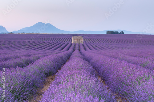 sunrise at lavender field