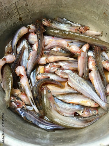 fresh fish from river
