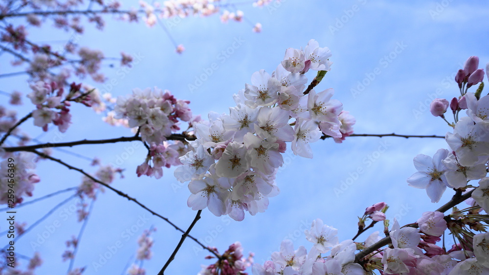 Delicate and beautiful cherry blossom on blue background. Sakura blossom. Japanese cherry blossom. Delicate and beautiful cherry blossom on blue background. Sakura blossom. Japanese cherry blossom.
