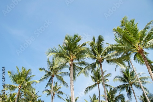 Leaves palm coconut trees farm against blue sky, at tropical coast,summer tree, beautiful summer landscape background. perspective view space copy write a message in the sky. 