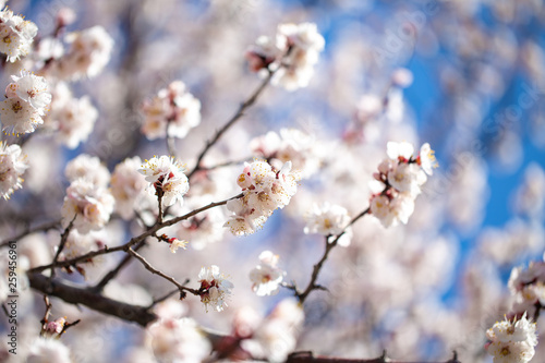 Fototapeta Naklejka Na Ścianę i Meble -  Spring flowers. Branches of flowering apricot against the blue sky. White blossom. Spring background.