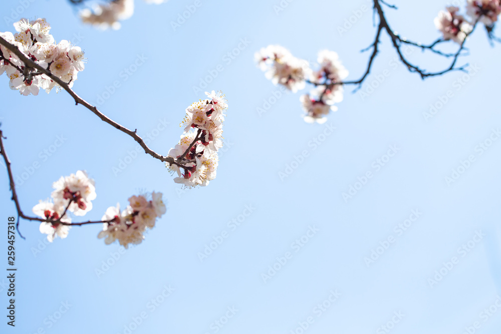 Spring flowers. Branches of flowering apricot against the blue sky. White blossom. Spring background. Spring flowers. Branches of flowering apricot against the blue sky. White blossom. Spring background.