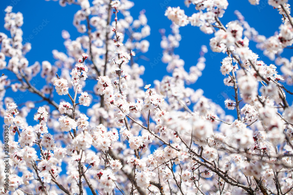 Spring flowers. Branches of flowering apricot against the blue sky. White blossom. Spring background. Spring flowers. Branches of flowering apricot against the blue sky. White blossom. Spring background.