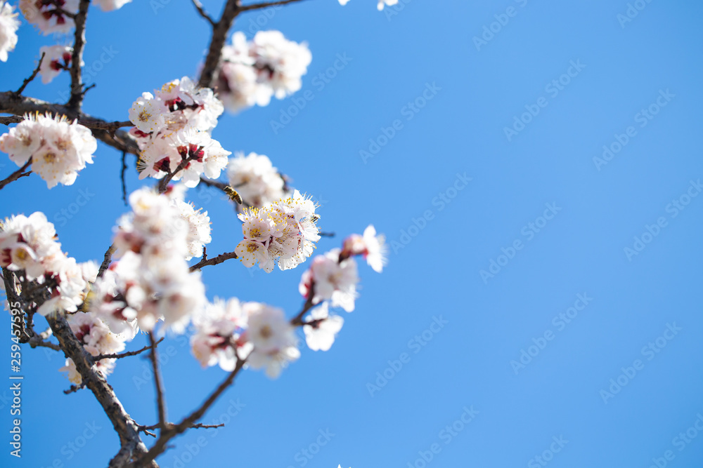 Spring flowers. Branches of flowering apricot against the blue sky. White blossom. Spring background. Spring flowers. Branches of flowering apricot against the blue sky. White blossom. Spring background.