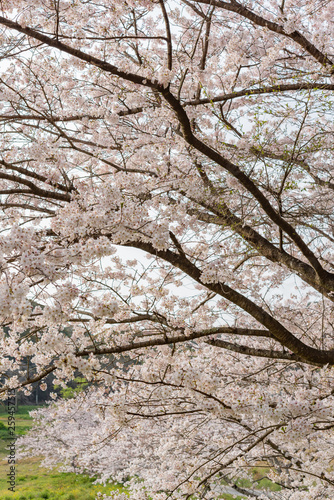 桜 © m.komiya