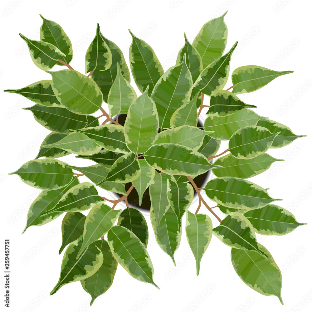 Decorative Ficus Benjamina tree top view vector illustration Decorative Ficus Benjamina tree top view vector illustration
