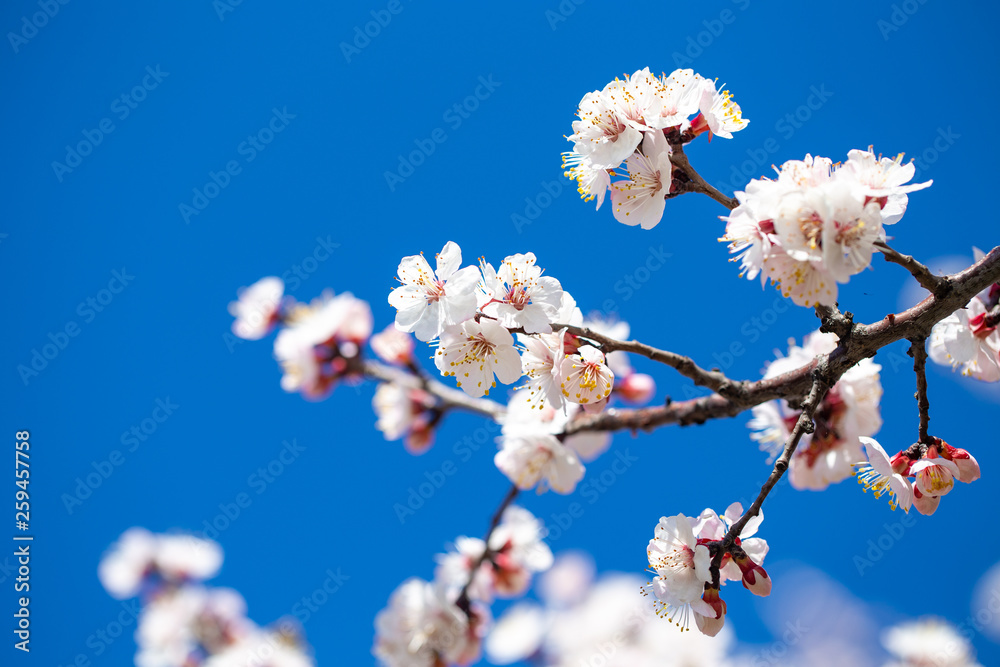 Spring flowers. Branches of flowering apricot against the blue sky. White blossom. Spring background. Spring flowers. Branches of flowering apricot against the blue sky. White blossom. Spring background.