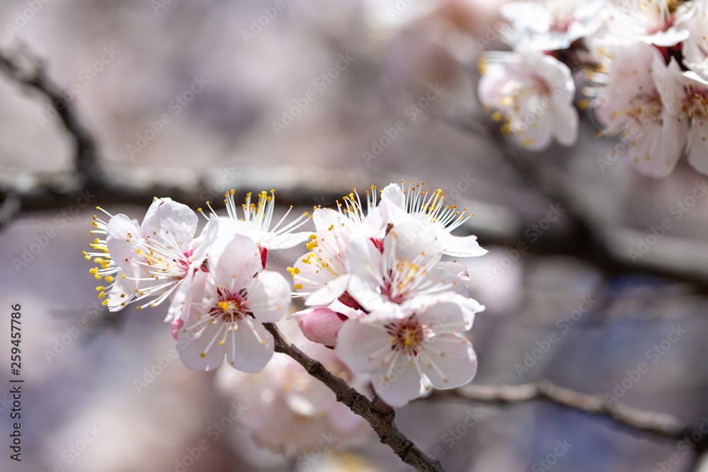 Spring flowers. Branches of flowering apricot against the blue sky. White blossom. Spring background. Spring flowers. Branches of flowering apricot against the blue sky. White blossom. Spring background.