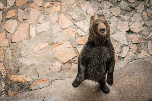 Photography Bears at Shanghai Zoo, China