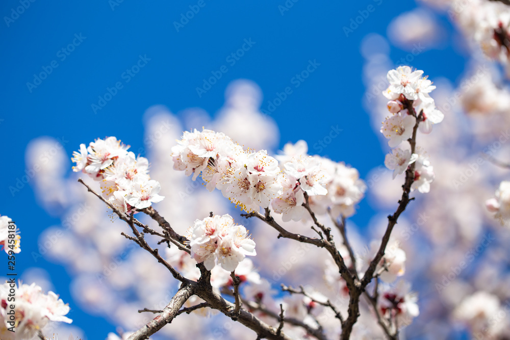 Spring flowers. Branches of flowering apricot against the blue sky. White blossom. Spring background. Spring flowers. Branches of flowering apricot against the blue sky. White blossom. Spring background.