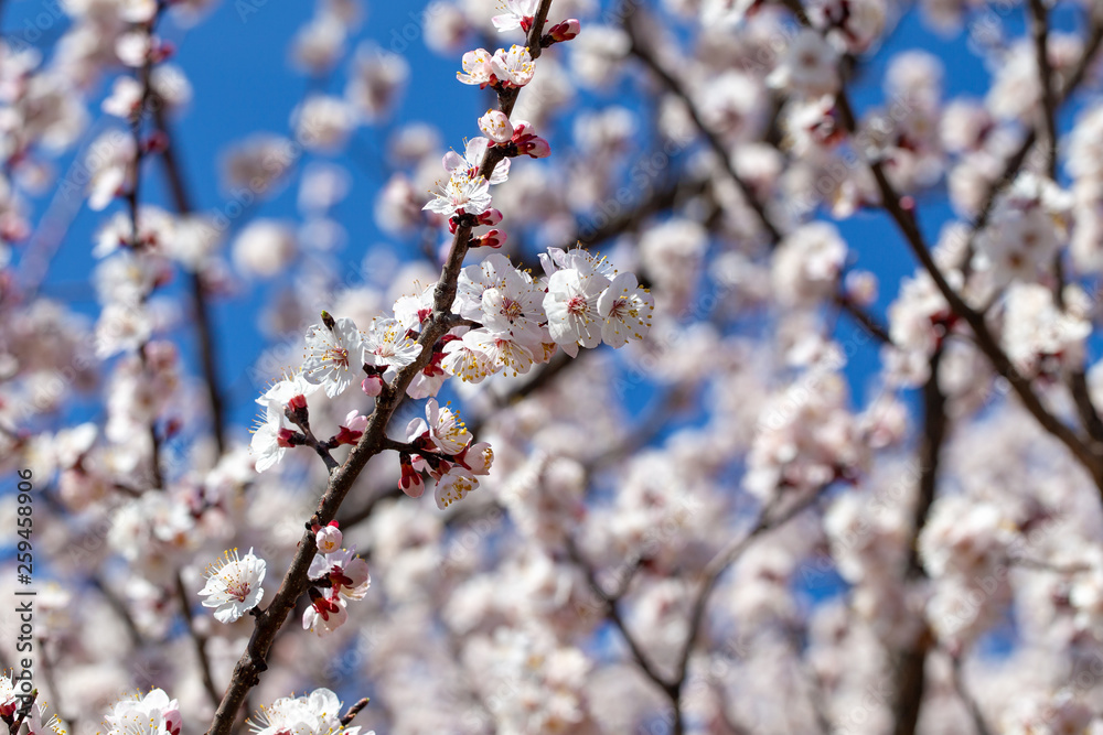 Spring flowers. Branches of flowering apricot against the blue sky. White blossom. Spring background. Spring flowers. Branches of flowering apricot against the blue sky. White blossom. Spring background.