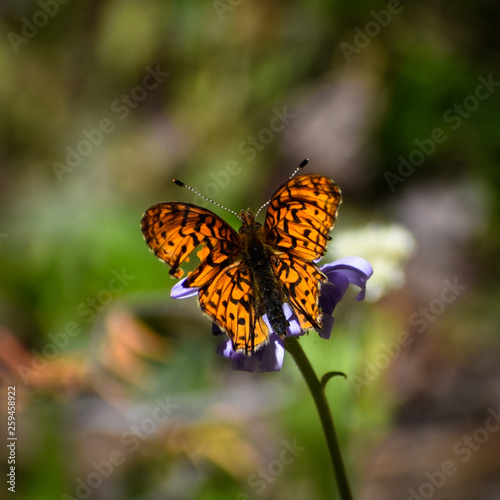 butterfly on flower © Danielle