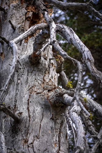 old tree