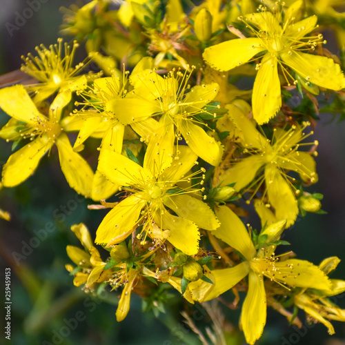 yellow flowers