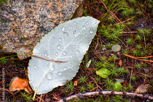 Dew on Leaf
