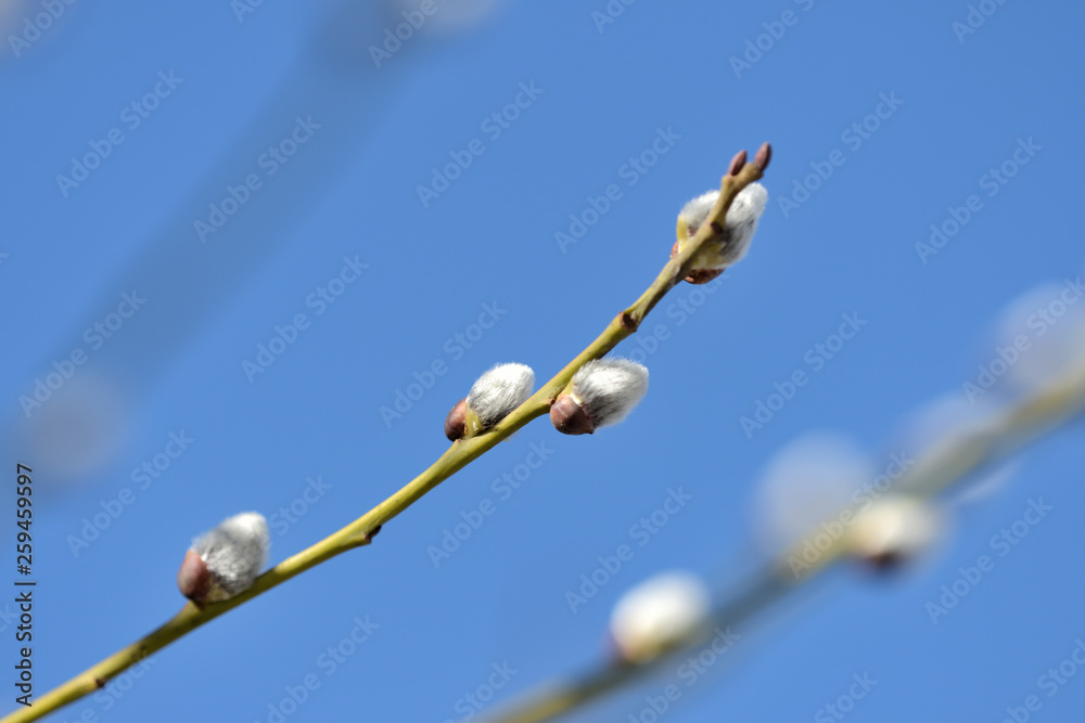 Branch of pussy-willow on background of blue sky close up Branch of pussy-willow on background of blue sky close up