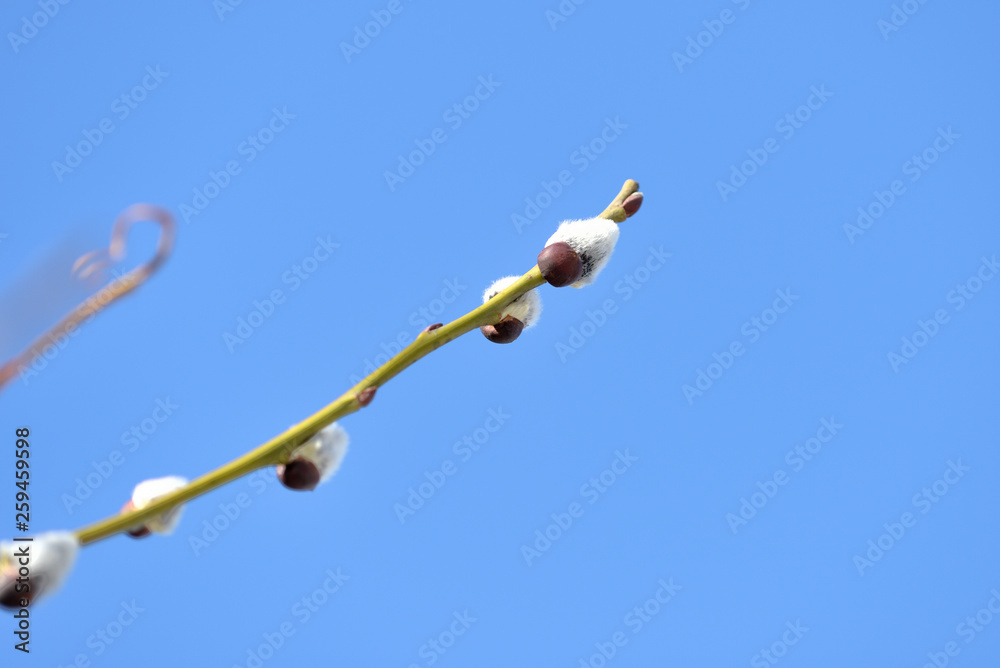 Branch of pussy-willow on background of blue sky close up Branch of pussy-willow on background of blue sky close up