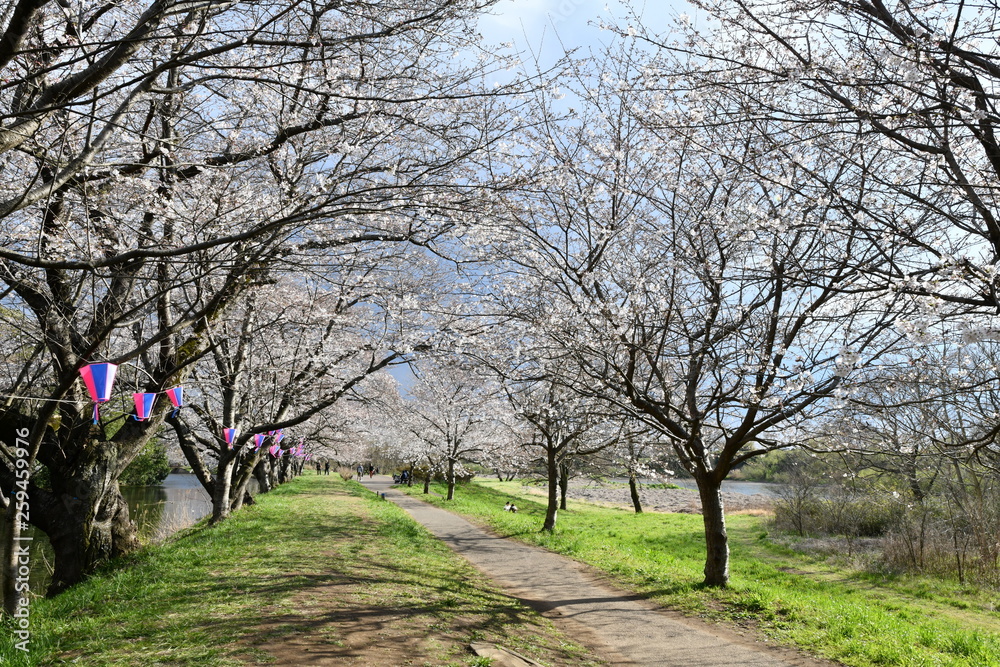 Obraz premium 桜の花