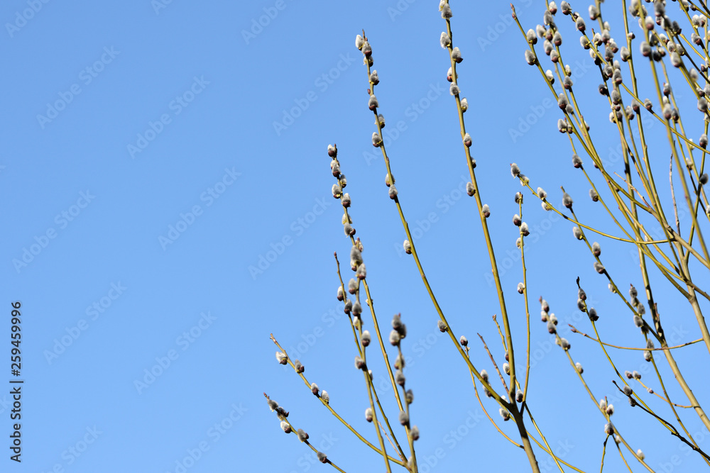 Fototapeta premium Bush of pussy-willow on background of blue sky